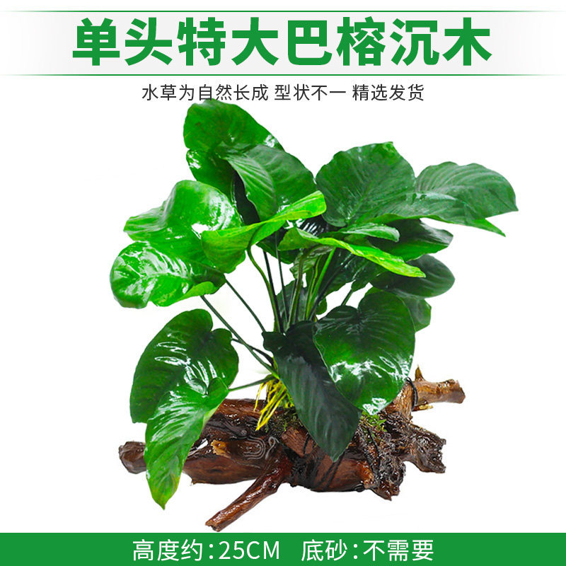 特大巴榕沉木