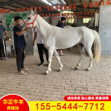 厂家直售国产马阿拉伯马卖马养马肉马马匹价格