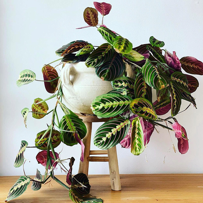 Potted Plant with Leaf Cicada and Arrowroot, Red and White Vein Dragonfly Foliage, Hanging Indoor and Outdoor Shade-Tolerant Green Plant