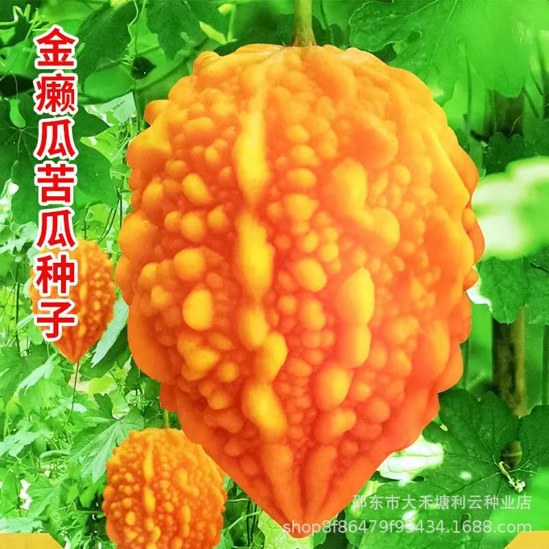 Golden Melon Seeds, Grape Melon Seeds, Golden Melon Seeds, Small Bitter Melon, Four-Season Potted Farm Vegetable Seeds