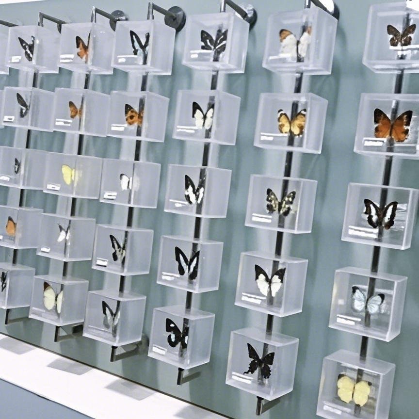 动植物标本高透明亚克力展示盒贝壳昆虫干花翻转陈列盒旋转景观墙