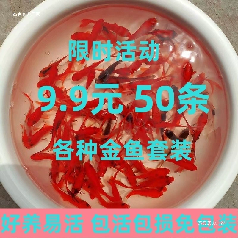 Малёк золотой рыбки/карпа кои, маленькие декоративные живые пресноводные рыбки, хороши как корм и для содержания в домашних условиях и в холодной воде