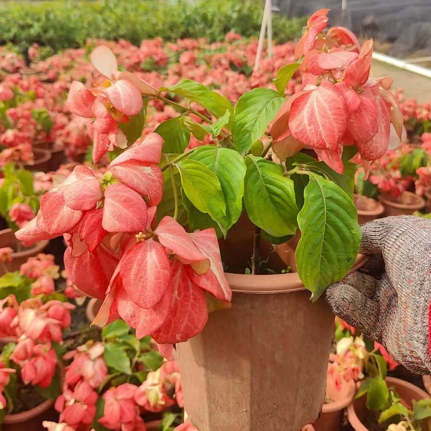 Розовый лист, золотой цветок, розовый цветок с лепестками, розовый бумажный веер, растение с цветочной каймой Чжуншань 2506 оптом