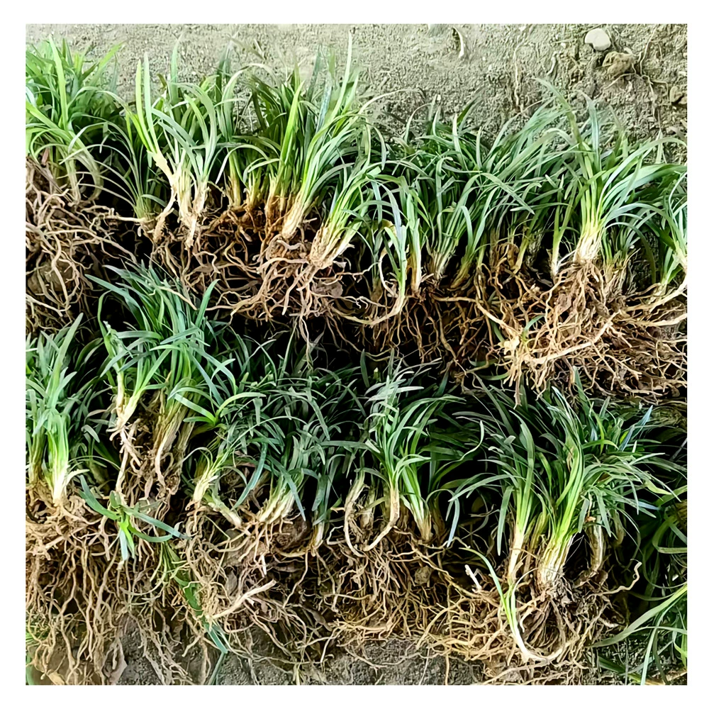 Карликовая зимняя трава йолонг трава зеленая наземная трава карликовая зимняя трава вечнозеленая четыре сезона не высокая без обрезки