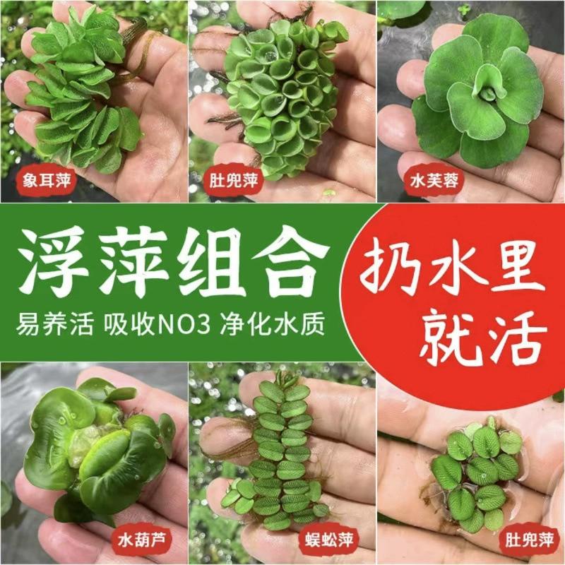 Водный гиацинт, водное растение, аквариум, водное растение, черепаха, плавающий кунжут, традиционный ландшафтный дизайн, поверхность воды, аквариум для черепах, водный гиацинт.