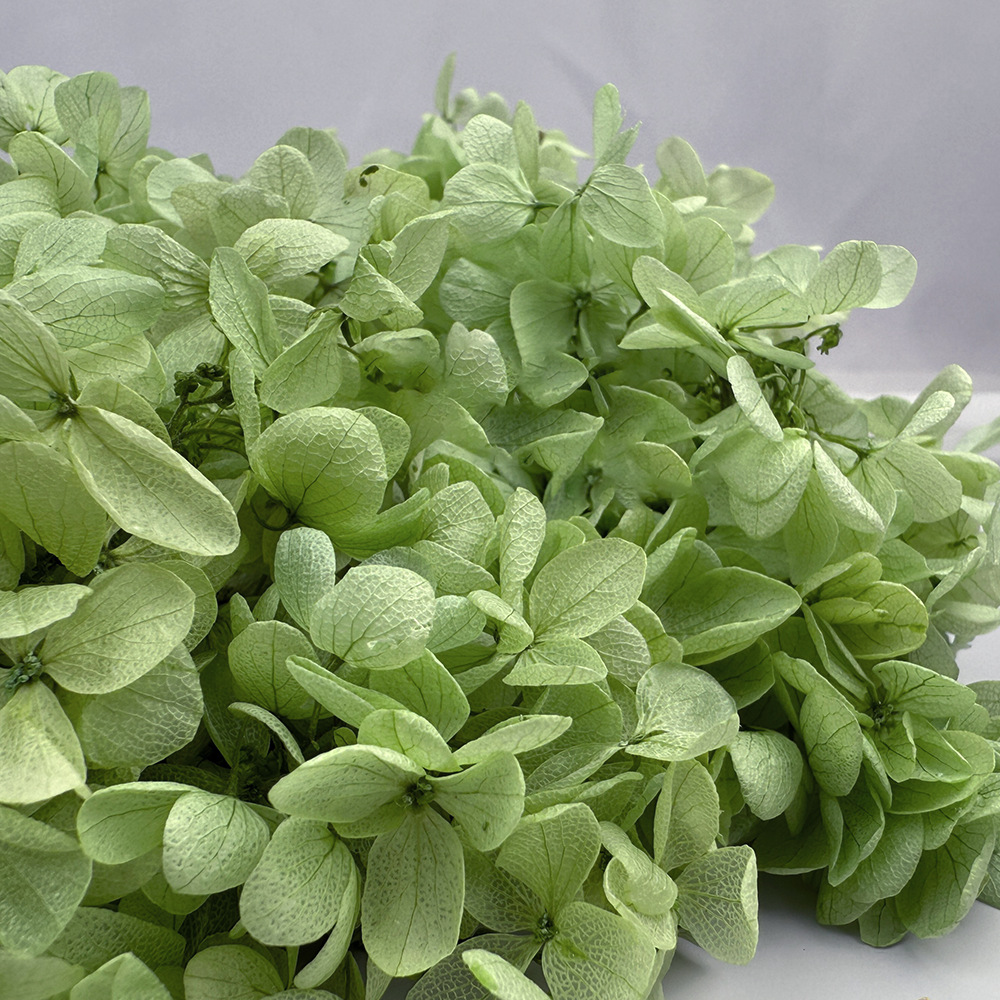 Flores de hortensia preservadas de calidad A+ del fabricante de Yunnan, flores preservadas en caja de 20g.