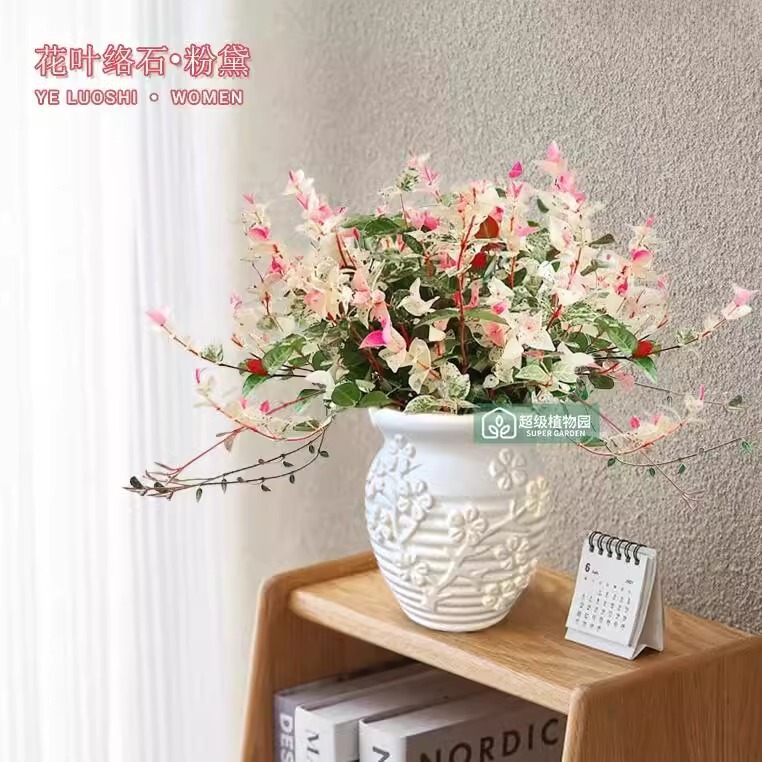 [Flower and Leaf Trailing Stone] Colorful Climbing Green Plants, Desktop Flower Potted Plants in the Office, Easy to Grow, Heat-Resistant and Cold-Resistant