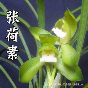 Chunlan Zhang Hesu Strong-Scented Orchid Old Variety Suxin Green Plant Indoor Flower Novice Easy to Grow Potted Plant Precious