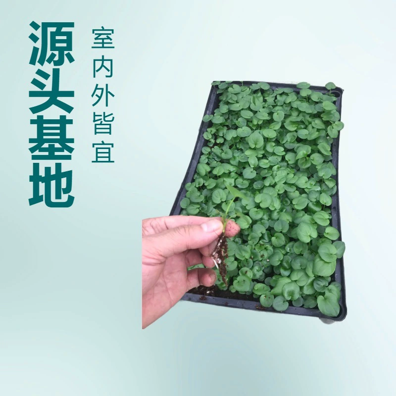 База продает большое количество комнатных и уличных зеленых растений весеннее перо (весенний дождь) саженцы садовых цветов оптом