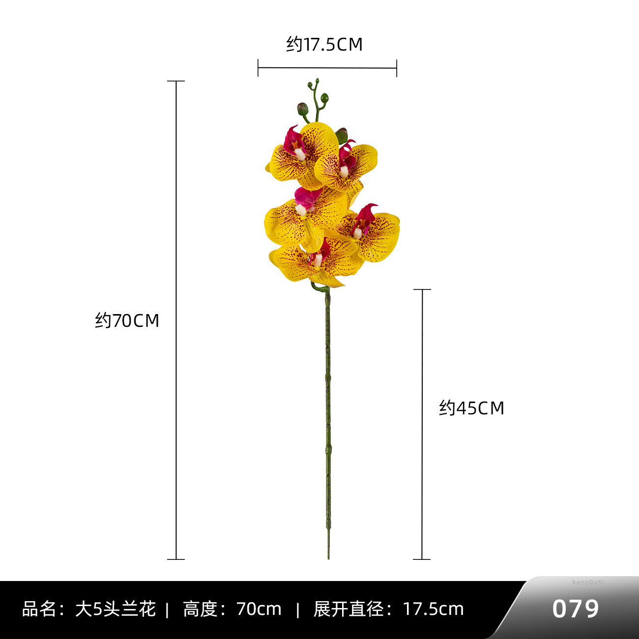 079 # 빅 5 호접란