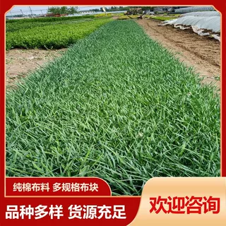 基地供应 多芽马兰 营养杯马蔺 宿根花卉公园绿化园林工程用