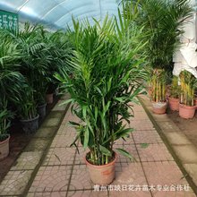 ���������������l ���FҬ������ �ļ����G�҃ȾGֲ��������ȩ����