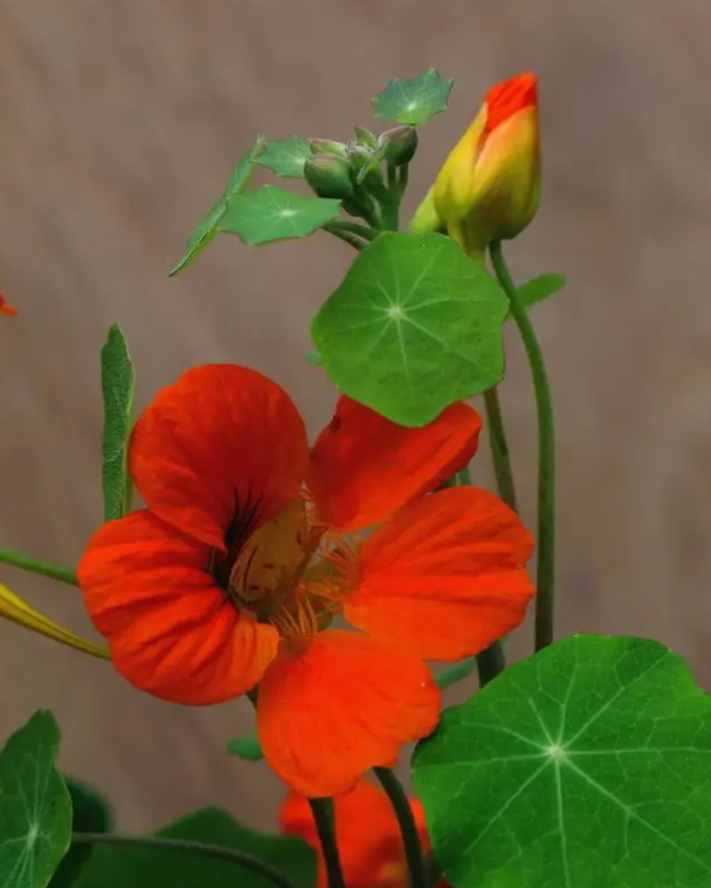 ������˥�ϻ����ﺵ������ȡ��OXYGESKIN