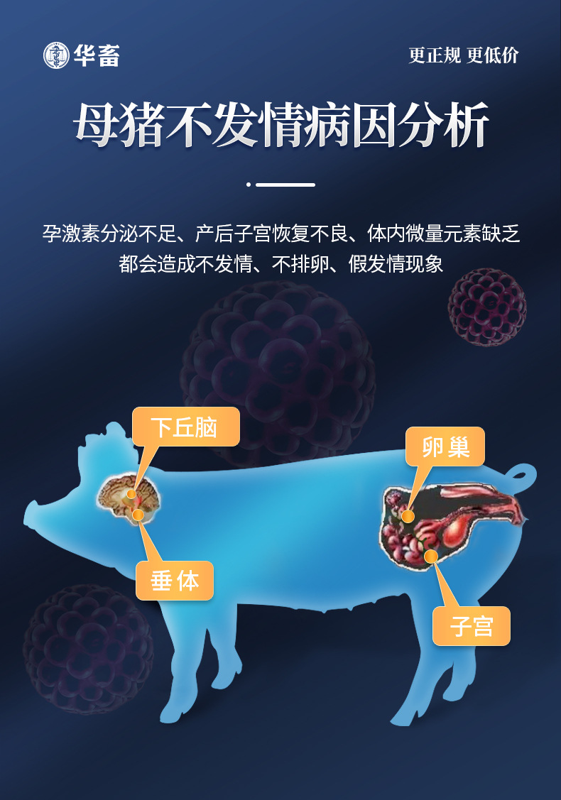华畜兽用发情促情散母猪母牛母羊畜增加排卵催孕发情的药物兽药-阿里巴巴