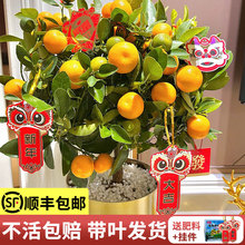 �ļ���ۘ����Ԏ�����ʳ�ô�Ƥ��ۘ���͏d��ؔ�������������Gֲ