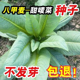 �˼ׇO�����˷N�������˷N���������ԭ�b�ļ��߲˷N�Ӵ�ȫ�˷N��