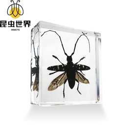 振方工艺自营全面单支持抖淘拼景区昆虫标本定制代发盲盒创意盲盒