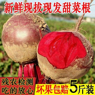 2025���r��˸��F�ڰl؛����^���x�ЙC�ʼt���^���t��֭���