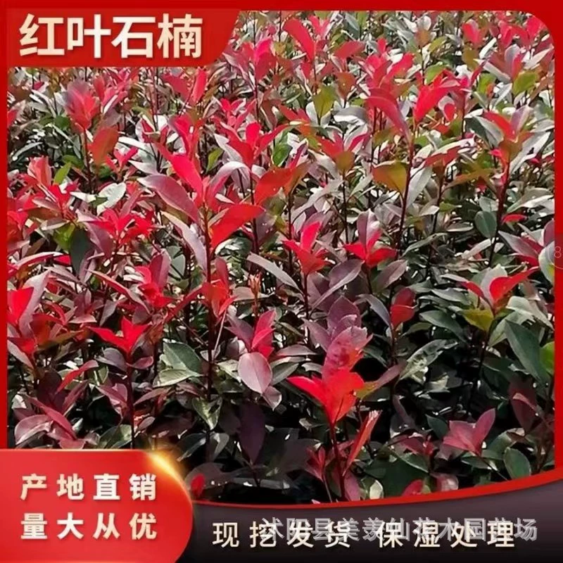 Красный листовой вереск саженец красный листовой вереск