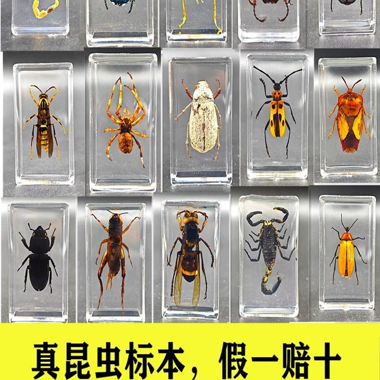 Настоящие образцы насекомых Вэн Кай, прозрачная смола, паук, скорпион, образцы земляных пчел, обучающие наблюдения, образцы насекомых, настоящие насекомые