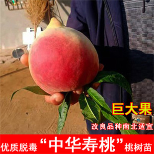 ����޽����2̖�Ҙ����S��ë��Ҙ����̖�S������ͺ�ͥԺ�Nֲ