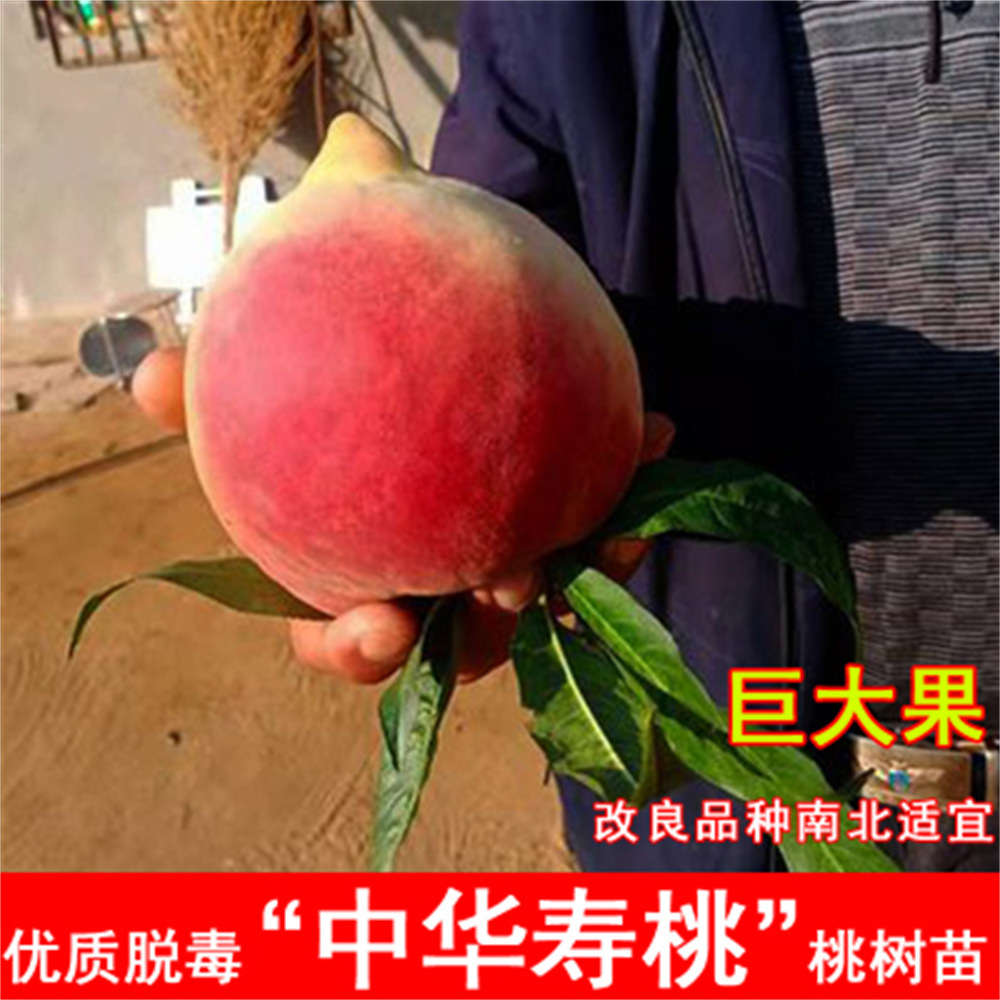 紫玉嫁接中蟠2号桃树苗黄金毛蟠桃树苗二号黄肉蟠桃耐寒庭院种植