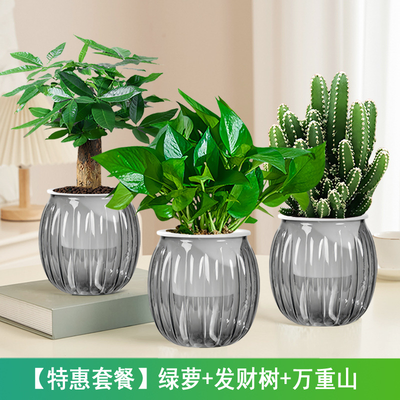 [특가] 포토스 + 돈나무 + 완중산(회색 호박 화분) + 영양액