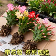 ������зצ�m���Ԏ���������ֲ���҃Ⱥ��B�����_���Gֲ��������