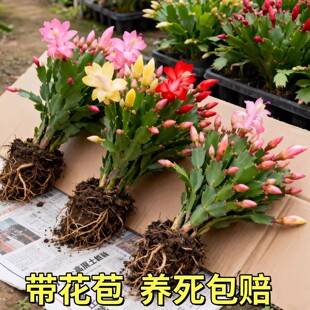������зצ�m���Ԏ���������ֲ���҃Ⱥ��B�����_���Gֲ��������