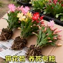 四季多色开花盆栽花苗