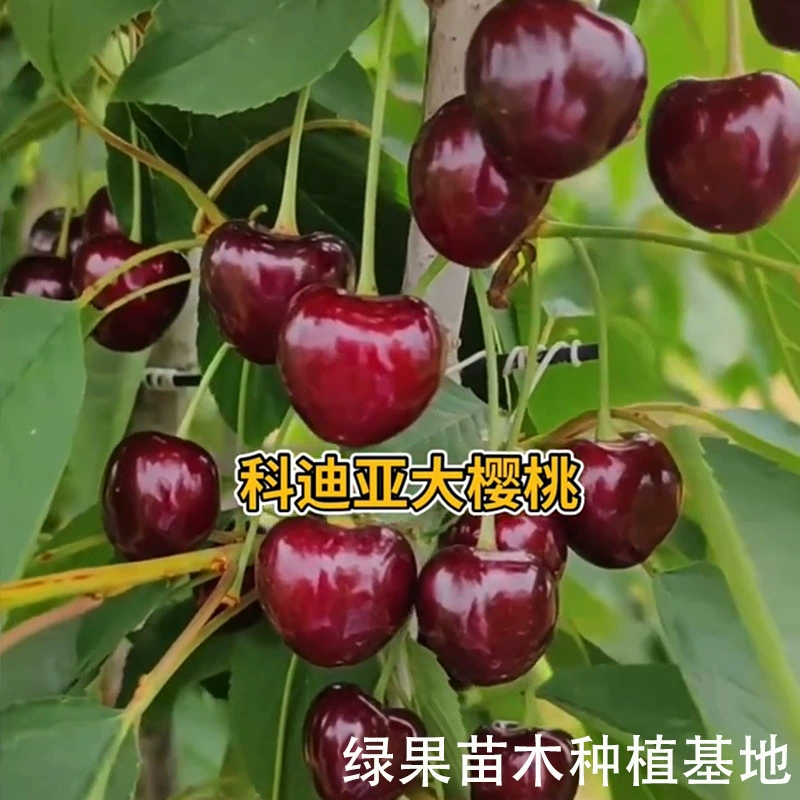 Саженцы вишни, саженцы крупной вишни Cordia, привитые саженцы крупной вишни позднеспелого кустарника, саженцы фруктовых деревьев, север и юг