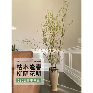 ˮ��ֲ�������r֦�л�ˮ�B�����L�Gֲ������ѩ����֦�҃ȵ��R����