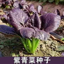 紫妃上海青種孑紫色上海青種子黑春季蔬菜種籽陽台秋冬季菜四季