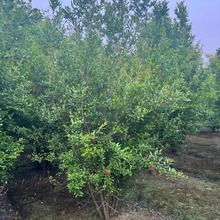 ľֱʯ玧 ߶1-2ͥԺʯF؛ֱl