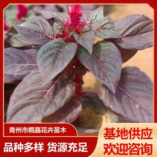 ���ݻ��ع����t�~�G���u�ڻ��r��ݻ�һ֧�P�u�ڻ���·�^�p������