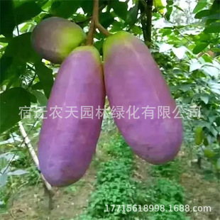 August Melon Seedlings, Seedless Grafting, August Fried Saplings, Three-Leaf Wood, Chinese Kidney Fruit, September Yellow Ox Egg Lumps, Foreknowledge Seeds