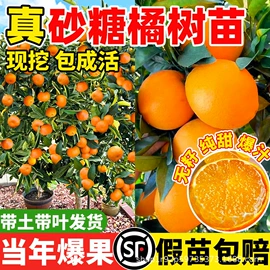 盆栽;园林果树;乔木
