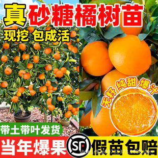 �V��ɰ�����Ә��� �����������Թ��� ���ڽ���ɰ�ǽ����箔��Y��