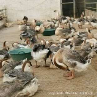 ��NС�Z����һ����Zһ����ZÓ�����ش�N���Z����߮a�R���Z��