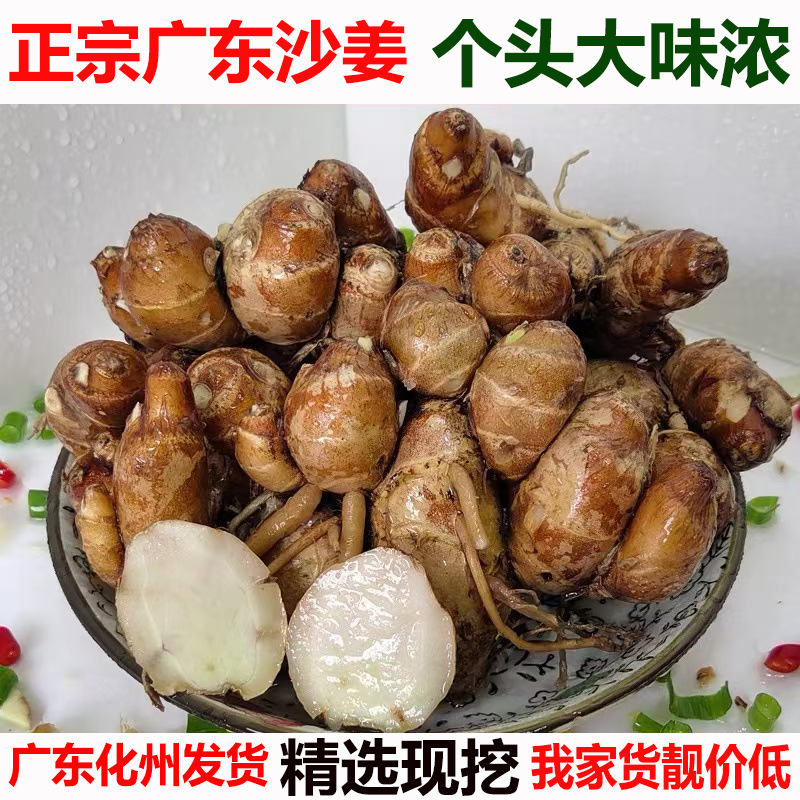 沙姜新鲜现挖广东茂名特产山奈白切鸡椰子鸡调配料老姜可种苗
