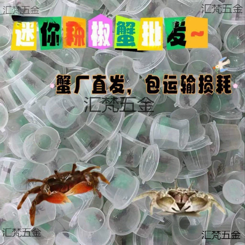 Мини-краб чили, декоративный аквариумный краб, оптовая продажа, маленький краб, краб-отшельник, живой краб