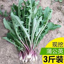 ���r�ѹ�Ӣ���Ŷ������ѹ�ӢҰ��Ұ�����r�����F�����ٶ���