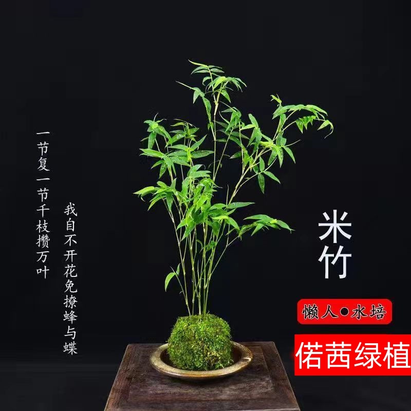 水培米竹苔藓球凤尾竹客厅办公桌摆放阳台庭院绿植四季常青盆景竹-阿里巴巴