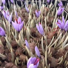 �ؼt���N���ļ������t���N������ؼt���N����������ʳ�Ñ��˷N��