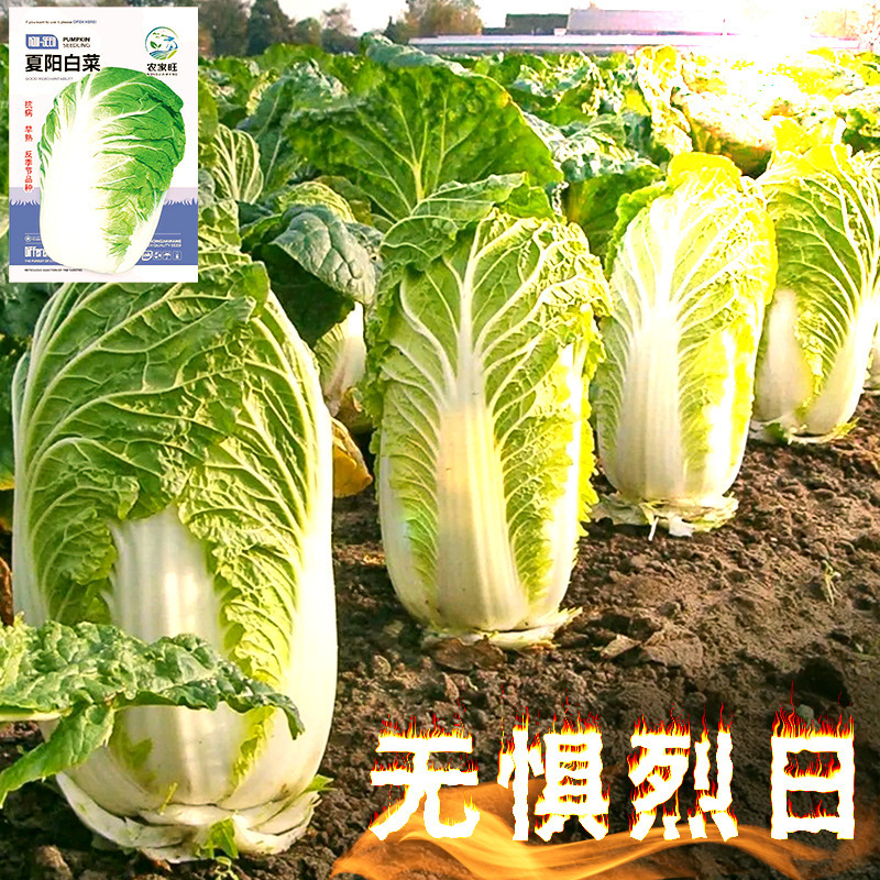 Xiayang Cabbage Heat-Resistant Chinese Cabbage Seeds Vegetable Seeds Shandong Summer High Temperature Autum All Year Round White Cabbage