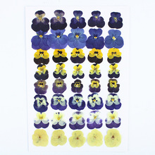 三色堇角堇组合包干花批发押花手工diy材料包植物标本框贴画压花