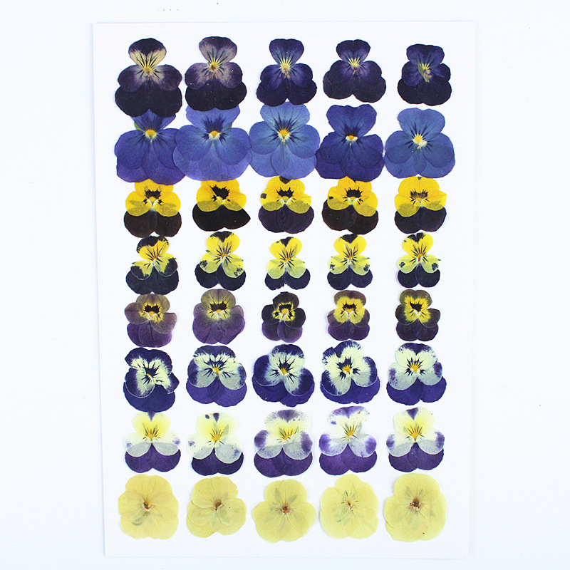 三色堇角堇组合包干花批发押花手工diy材料包植物标本框贴画压花