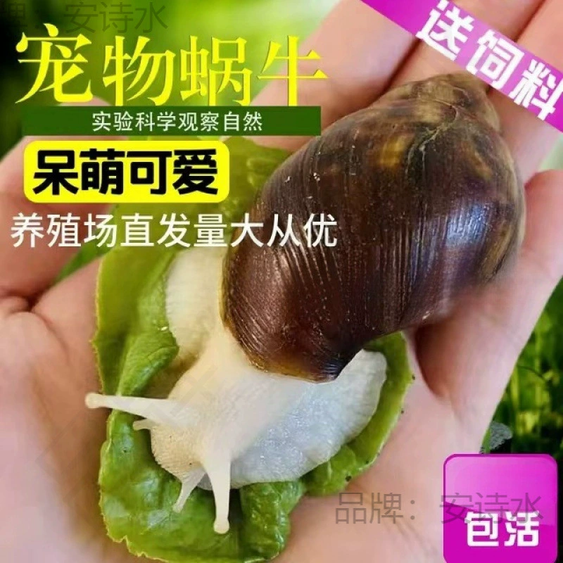 Улитка оптом, студенческий декоративный эксперимент, большой стойл для улиток оптом и в розницу, белая нефритовая улитка, разведение декоративных домашних животных*