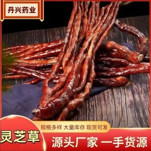 灵芝草长白山特产中药材整枝佛手林芝鹿角滋补泡酒煲汤泡茶灵芝草