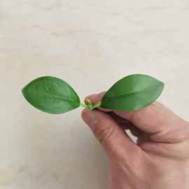 10厘米小两叉玉兰叶 仿真花叶配件过胶布叶子 仿真植物墙把束叶片